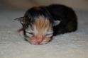 Qayasha, 7 Tage alt